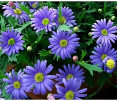 Семена брахикомы «Голубое великолепие» - Фото 4