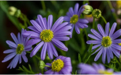 Семена брахикомы «Голубое великолепие» - Фото 5