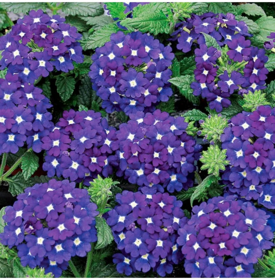 Семена вербены гибридной «Обсешн блю виз ай»