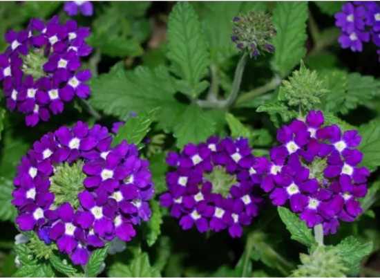 Семена вербены гибридной «Обсешн блю виз ай»