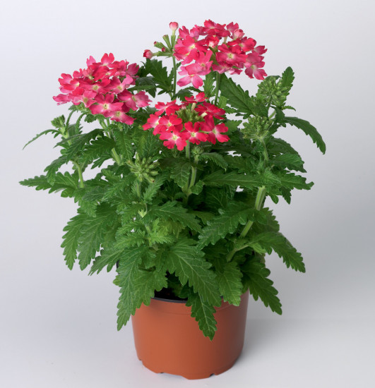 Семена вербены гибридной «Обсешн корал виз ай»