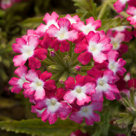 Семена вербены гибридной «Обсешн твистер ред»