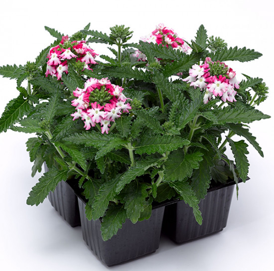 Семена вербены гибридной «Обсешн твистер ред»