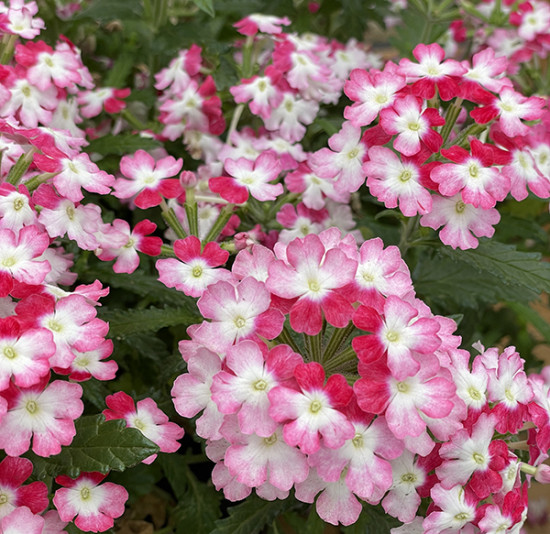 Семена вербены гибридной «Обсешн твистер ред»