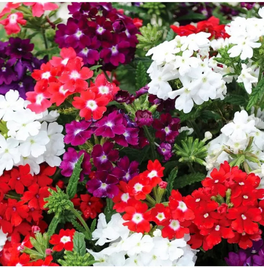 Семена вербены гибридной, смесь сортов «Раннецветущая»