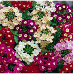 Семена вербены гибридной, смесь сортов «Раннецветущая» - Фото 2