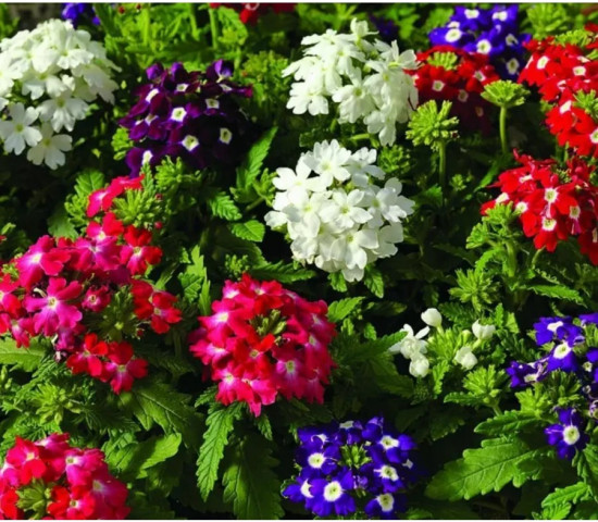 Семена вербены гибридной, смесь сортов «Раннецветущая»