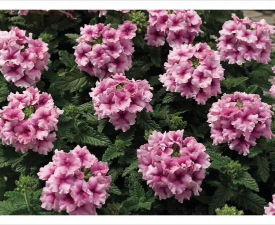 Семена вербены гибридной «Тускани орхид фрост»