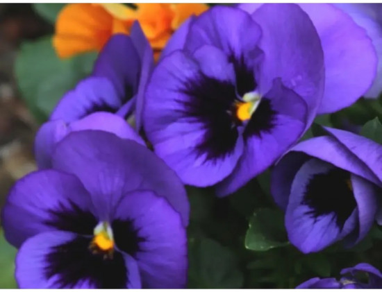 Семена виолы виттроки лиловой с глазком «Анютины глазки F1»