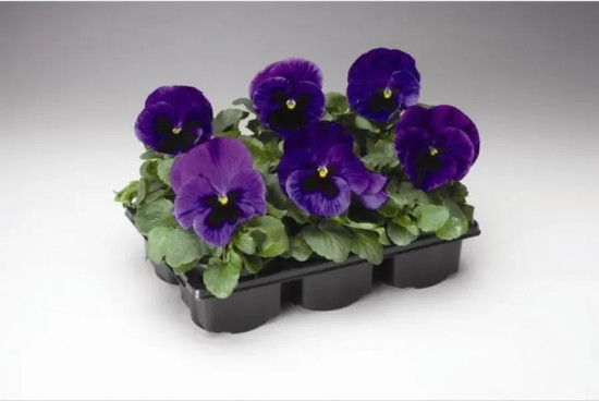 Семена виолы виттроки лиловой с глазком «Анютины глазки F1»