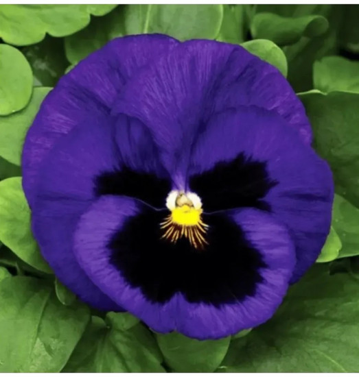 Семена виолы виттроки лиловой с глазком «Анютины глазки F1»