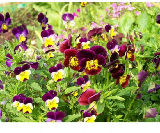 Семена виолы рогатой, смесь сортов «Бамбини»