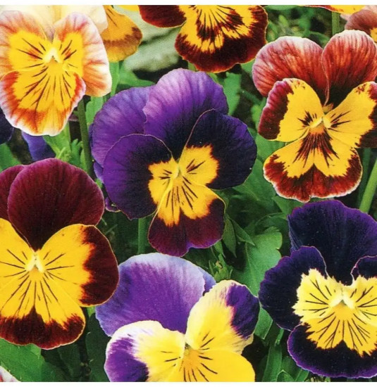 Семена виолы рогатой, смесь сортов «Бамбини»