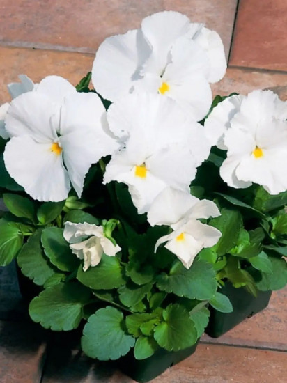 Семена виолы виттроки «Белая леди»