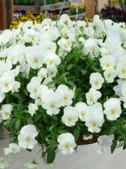 Семена виолы виттроки «Белая леди» - Фото 2