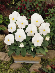 Семена виолы виттроки «Белая леди» - Фото 3