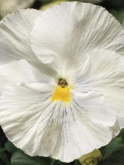 Семена виолы виттроки «Белая леди» - Фото 4