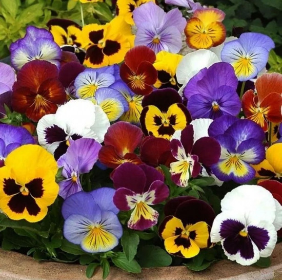 Семена виолы виттроки, смесь сортов «Вдохновение»