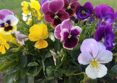 Семена виолы виттроки, смесь сортов «Вдохновение» - Фото 2