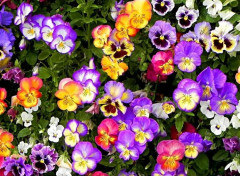 Семена виолы виттроки, смесь сортов «Вдохновение» - Фото 3