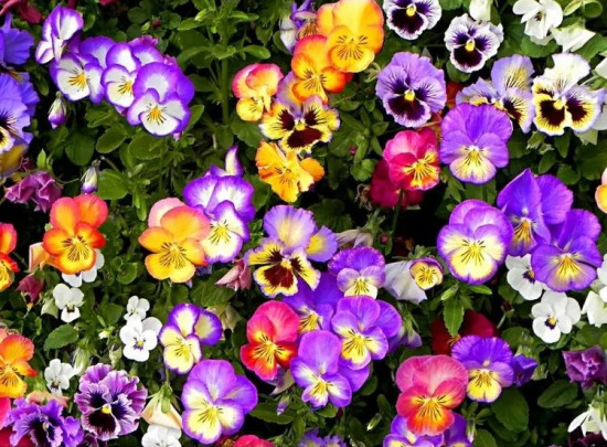 Семена виолы виттроки, смесь сортов «Вдохновение»