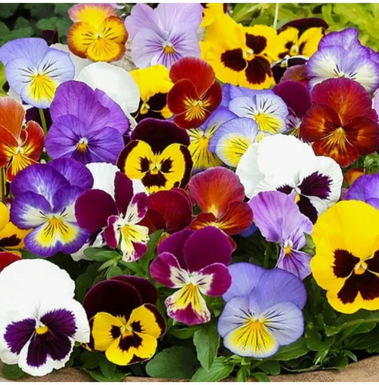 Семена виолы рогатой, cмесь сортов «Крупноцветковая»