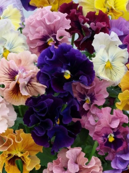 Семена виолы виттроки, смесь сортов «Махровые кружева»