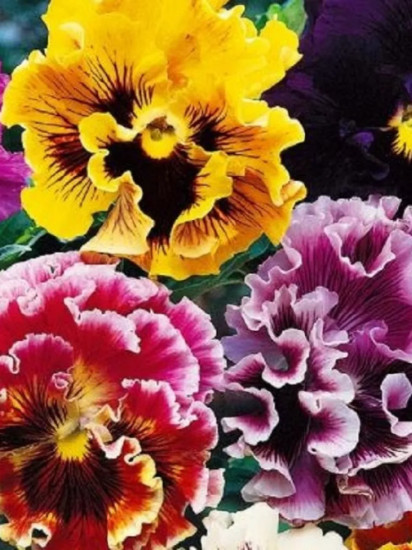 Семена виолы виттроки, смесь сортов «Махровые кружева»