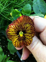 Семена виолы рогатой, cмесь сортов «Тайгер ай F1» - Фото 1