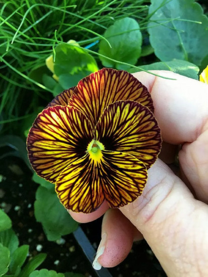 Семена виолы рогатой, cмесь сортов «Тайгер ай F1»