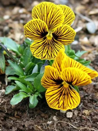 Семена виолы рогатой, cмесь сортов «Тайгер ай F1»