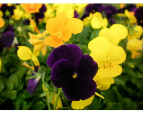 Семена виолы рогатой, cмесь сортов «Фантазия»
