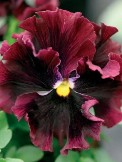 Семена виолы виттроки «Фризл Сизл F1 бургунди»