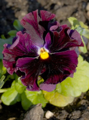 Семена виолы виттроки «Фризл Сизл F1 бургунди» - Фото 2