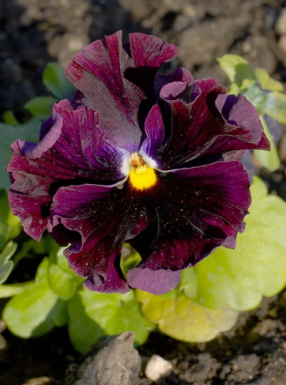 Семена виолы виттроки «Фризл Сизл F1 бургунди»