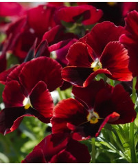 Семена виолы виттроки «Швейцарские гиганты альпенглоу» - Фото 1