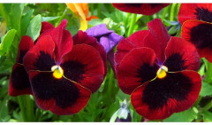 Семена виолы виттроки «Швейцарские гиганты альпенглоу» - Фото 2