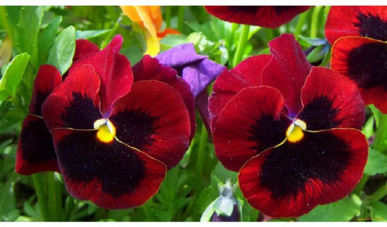 Семена виолы виттроки «Швейцарские гиганты альпенглоу»