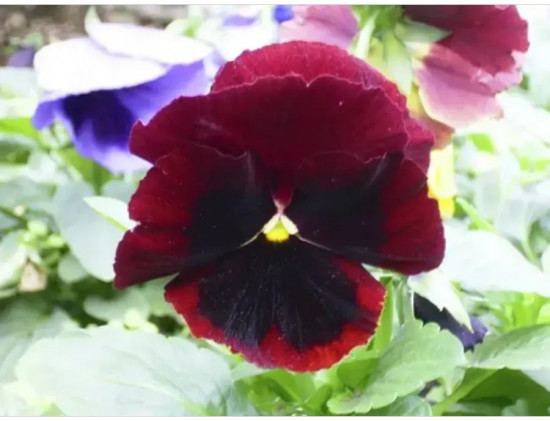 Семена виолы виттроки «Швейцарские гиганты альпенглоу»