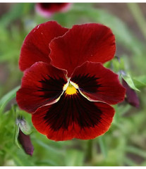 Семена виолы виттроки «Швейцарские гиганты альпенглоу» - Фото 4