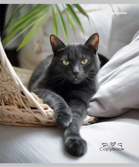 Комплект тетрадей «Разные домашние коты»