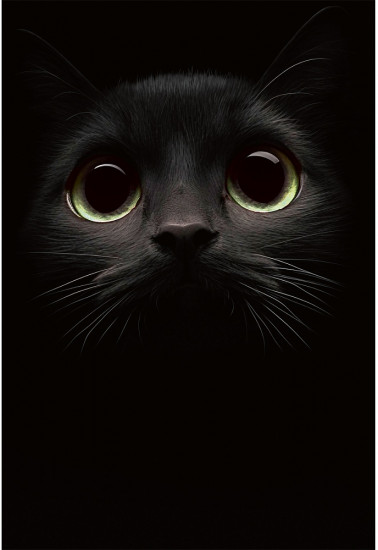 Книжка записная «Взгляд кота»