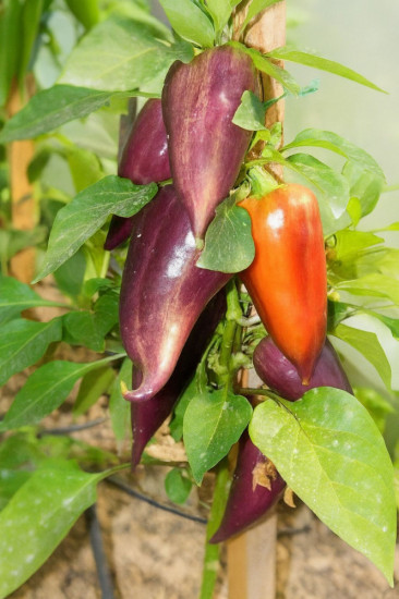 Коллекционные семена томата «Фиолетовая искорка»