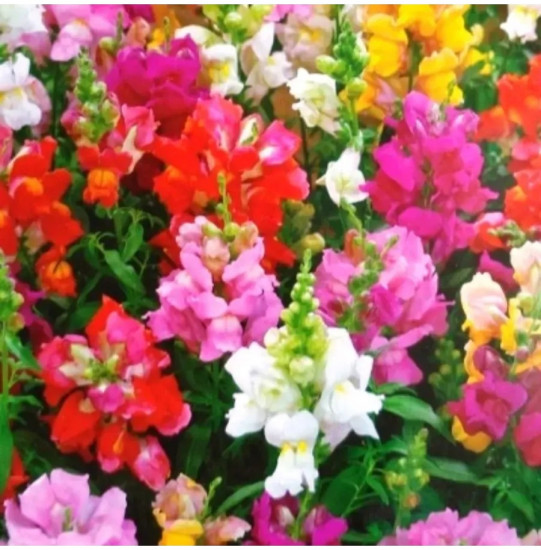 Семена львиного зева, смесь сортов «Балконное очарование F1»