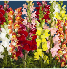 Семена львиного зева, смесь сортов «Балконное очарование F1» - Фото 2