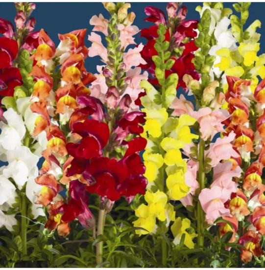 Семена львиного зева, смесь сортов «Балконное очарование F1»