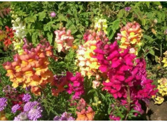 Семена львиного зева, смесь сортов «Балконное очарование F1» - Фото 3