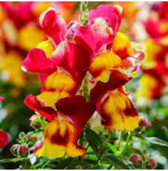 Семена львиного зева, смесь сортов «Балконное очарование F1» - Фото 4