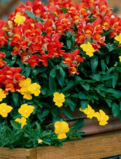 Семена львиного зева «Кимоси алый карликовый»