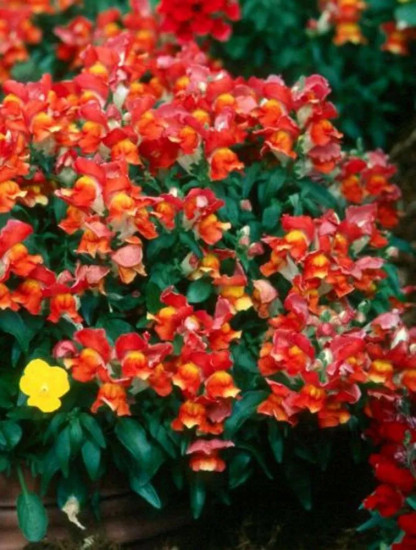 Семена львиного зева «Кимоси алый карликовый»